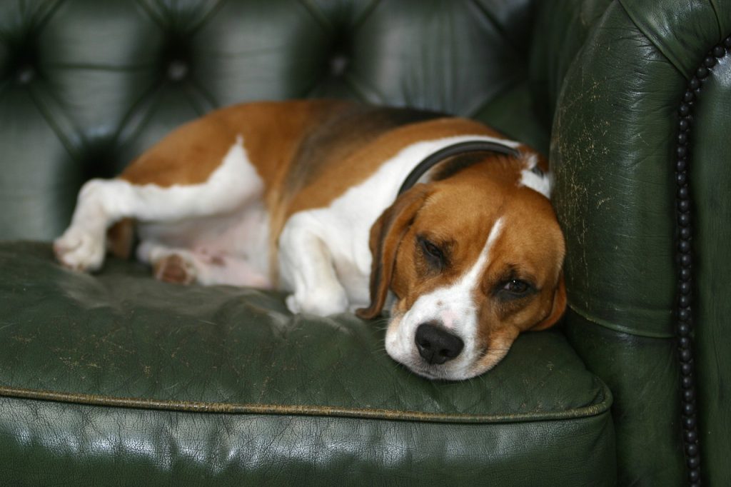 dog, beagle, sleeping-190292.jpg